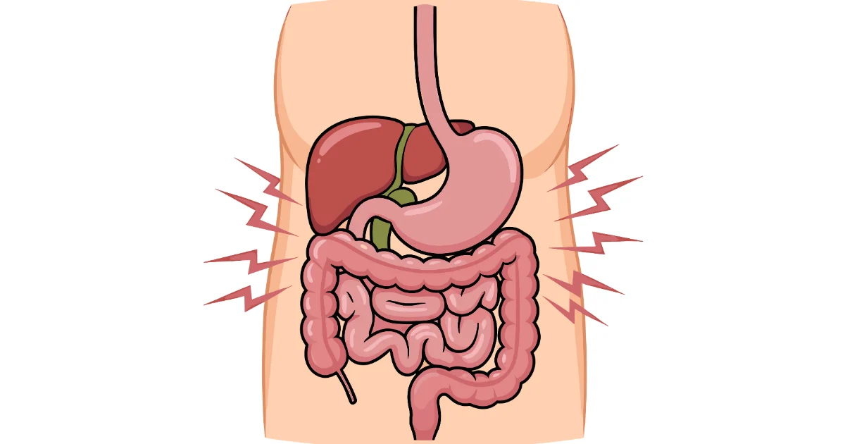 Illustration of the stomach and intestines showing digestive system discomfort and gastrointestinal issues.